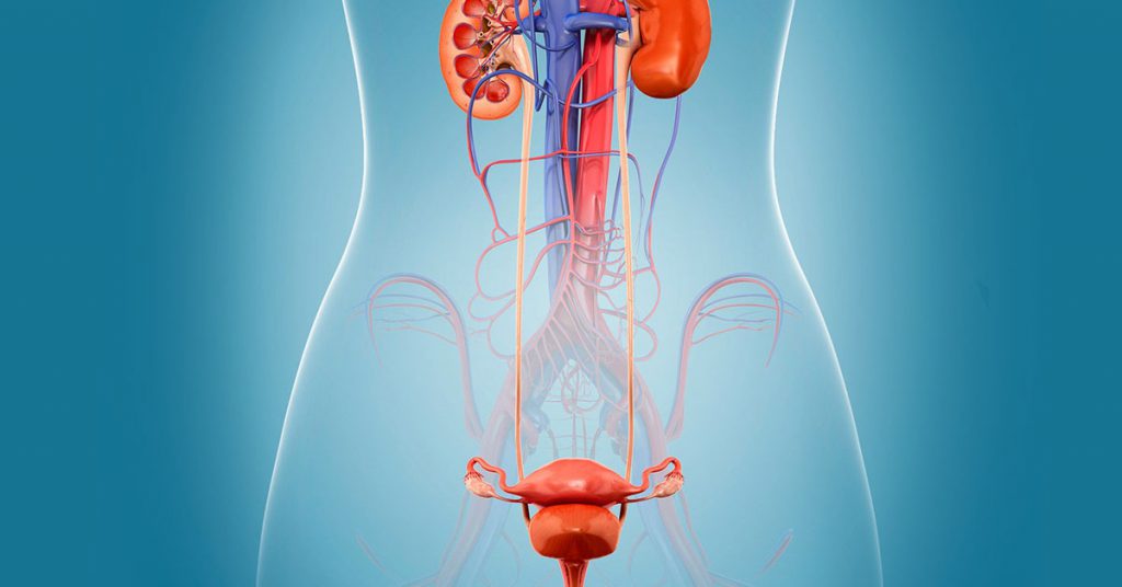 Infecção urinária: Quais os principais sintomas?